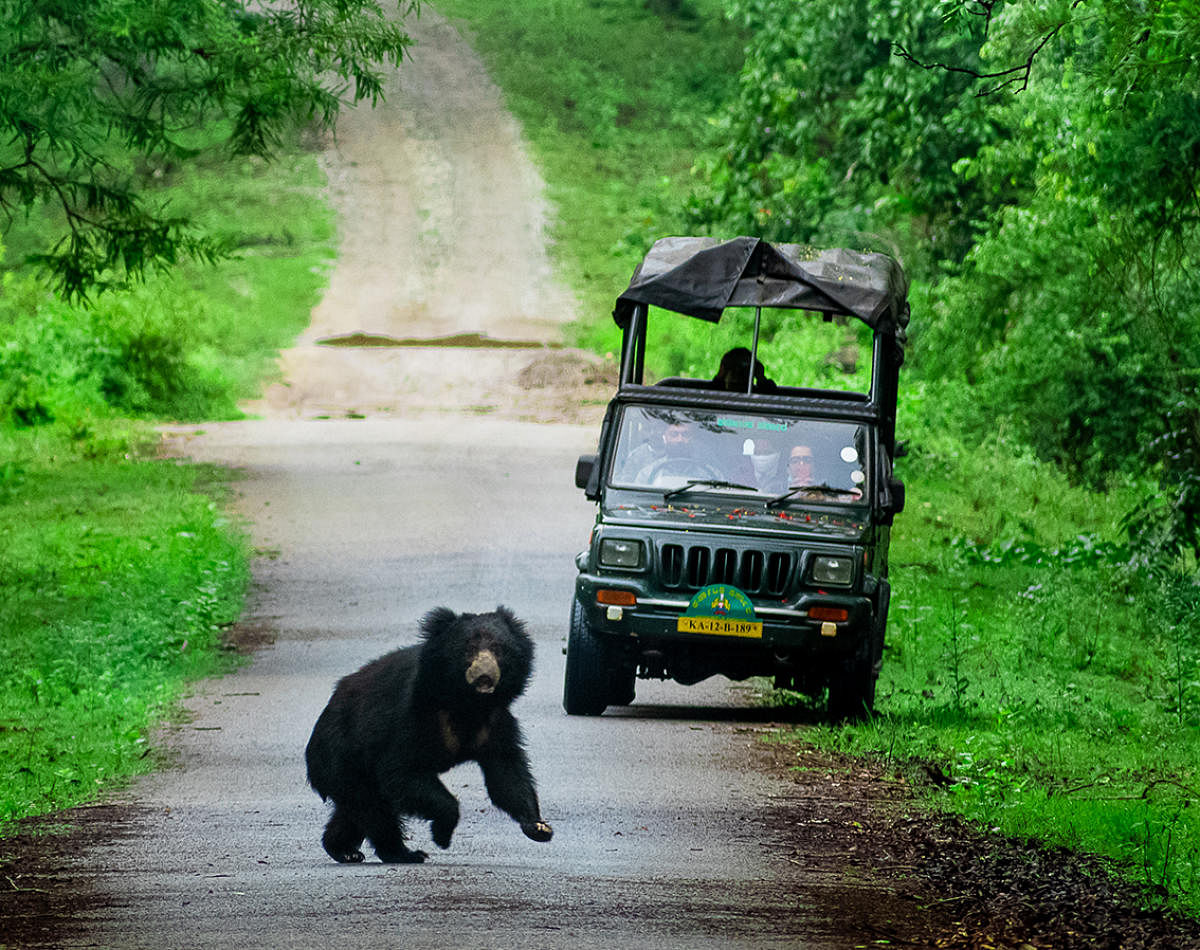 Animals are coming out into the open along the established safari routes in greater numbers. Photo by Anil Antarasante 