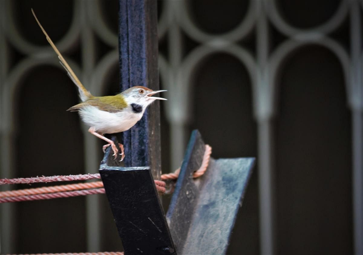A tailorbird. A bird’s heat tolerance threshold is 40°C. Photo by Jagpreet Luthra