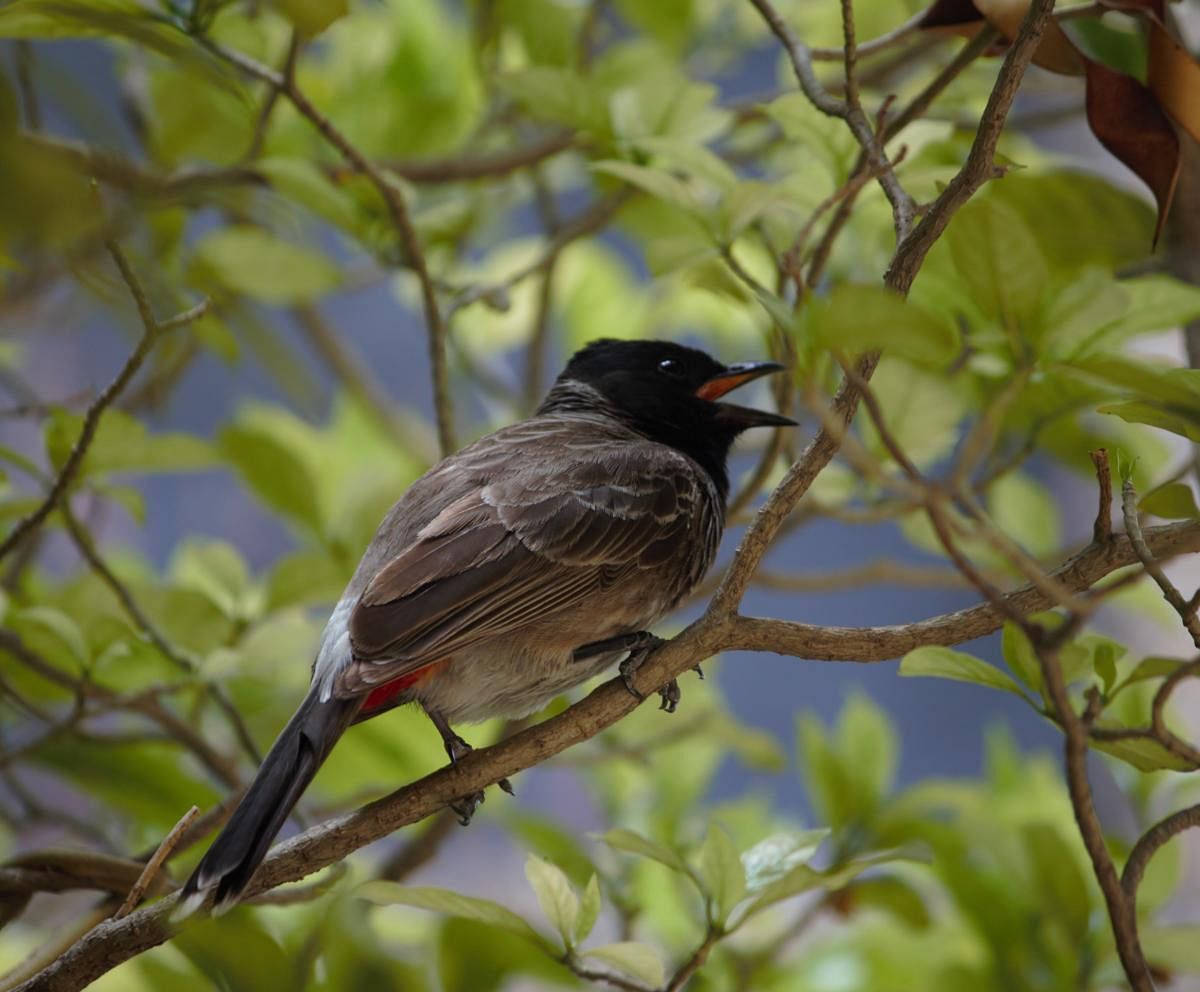 A bulbul. In the absence of sweat glands, birds pant to release heat. Photo by Jagpreet Luthra