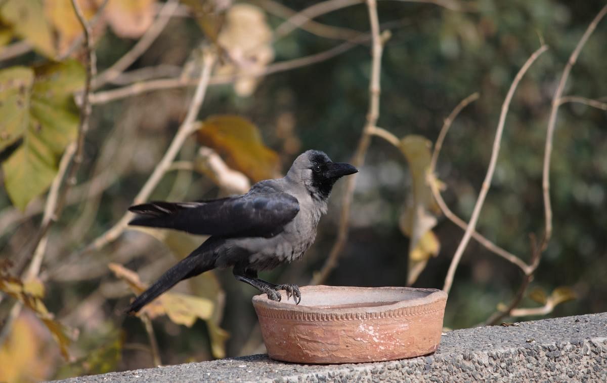 Keeping bowls of water are the best way humans can help birds during summer. Photo by Jagpreet Luthra