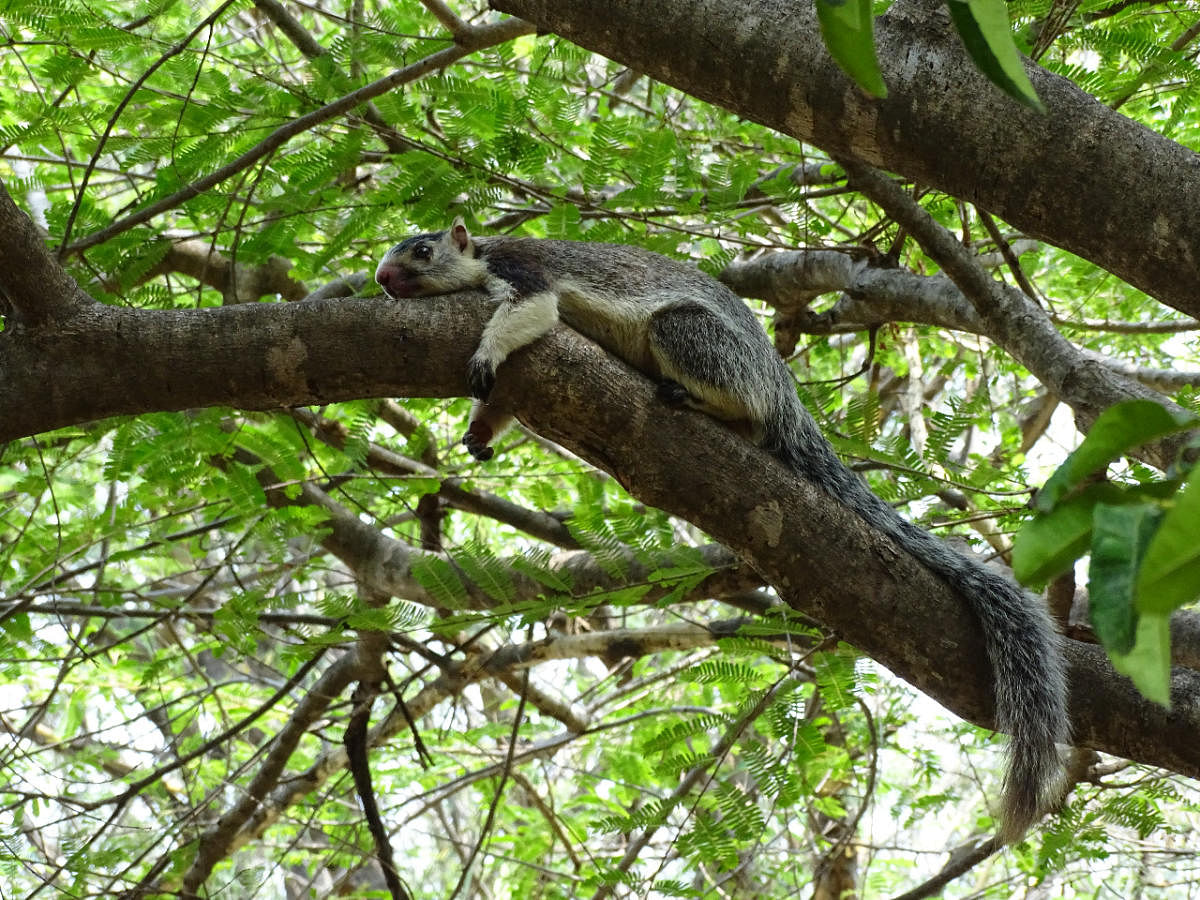 Grizzled Squirrel perched on a tree