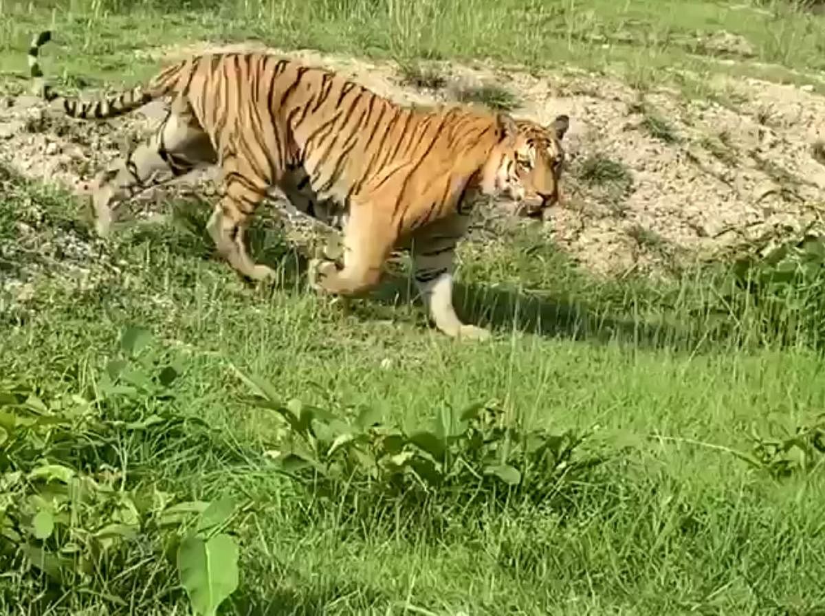 Video grab of Mayar King, at Bandipur Tiger Reserve, in Chamarajanagara district.