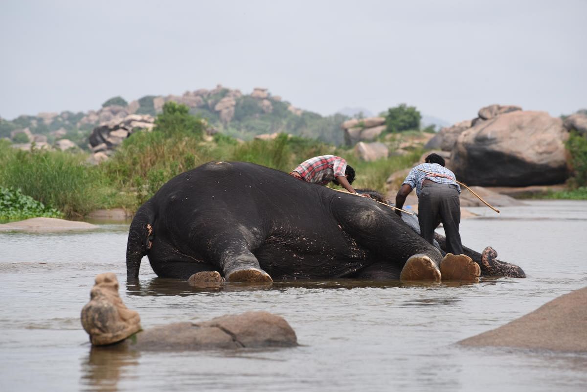 Ritual bathing of the elephant in the Tungabhadra river 