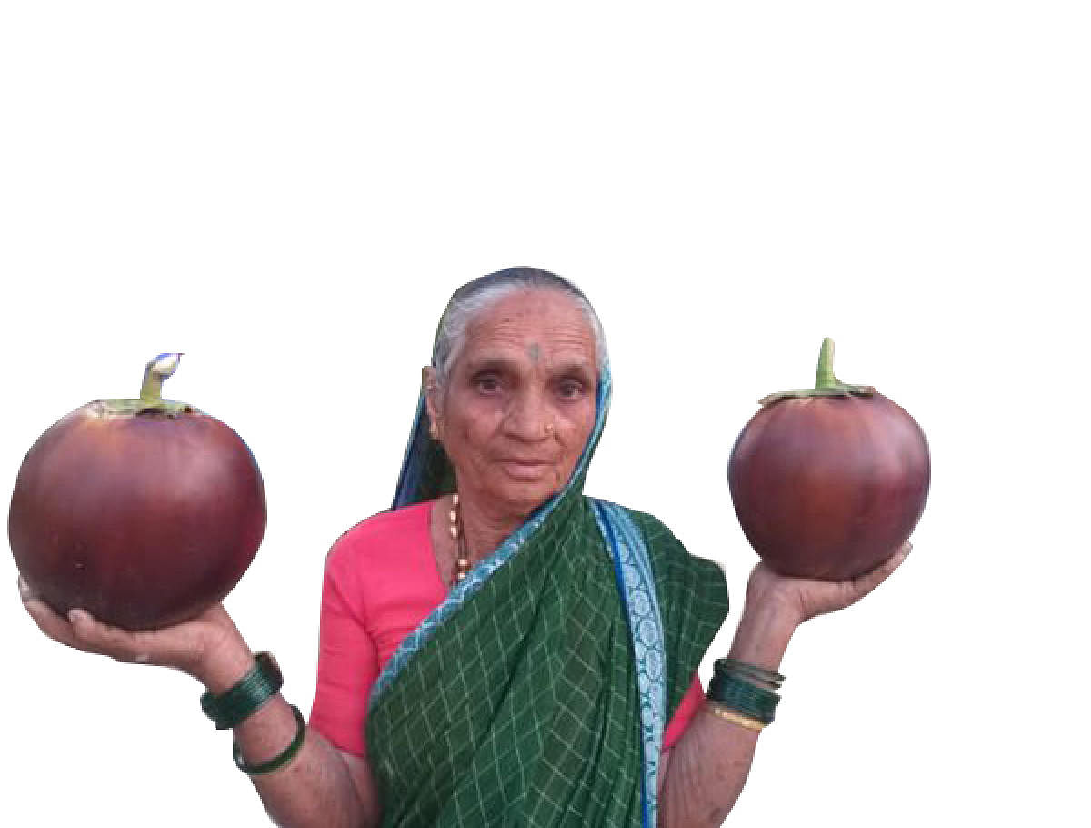 Seed saver Laxmibai Zulfi in Bagalkot district has conserved the ‘kari badane’ variety. Photo credit: G Krishna Prasad