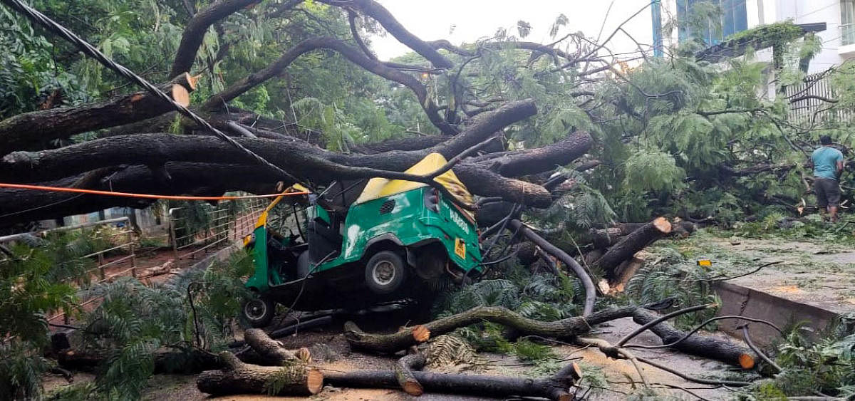 A large tree got uprooted and crushed a parked auto on Tank Bund Road in Cottonpet, Bengaluru, on Monday.  