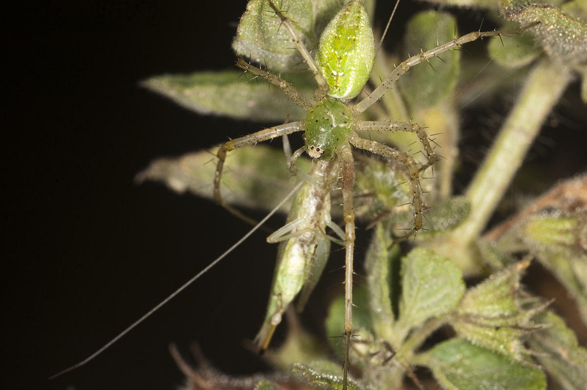 A green lynx spider captures a female tree cricket during an IISc study on how crickets alter their behavior in the presence of predators. Photo by Viraj Torsekar 
