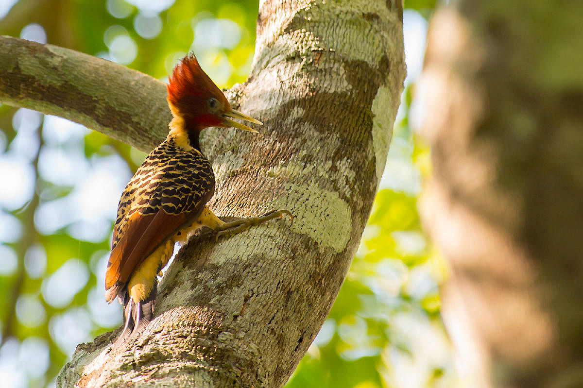 Rufous headed Woodpecker 
