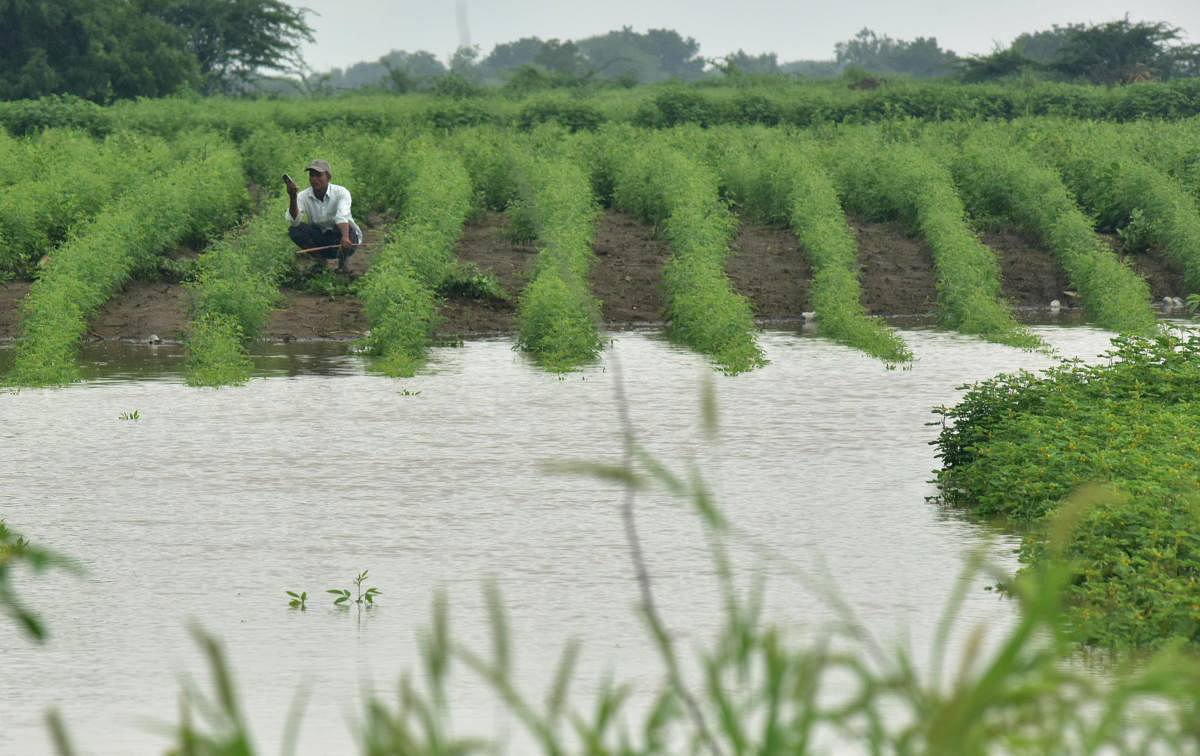 Tur crop under water due to heavy rains in October 2020 in Chittapur taluk of Kalaburagi. 