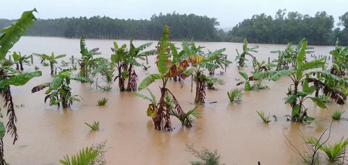 Rainwater accumulated in a banana plantation in Koppa taluk of Chikkamagaluru district.