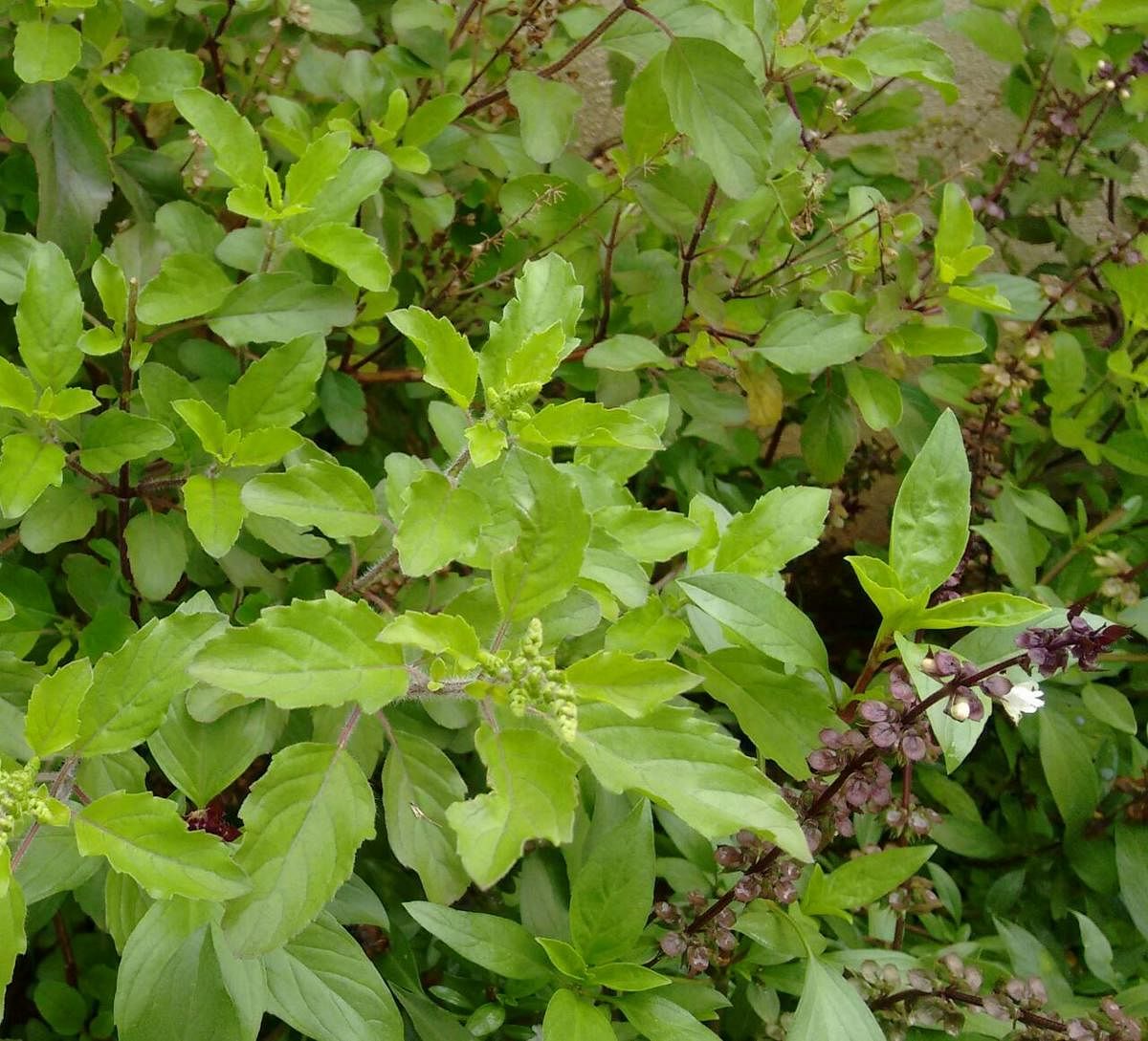 Tulsi