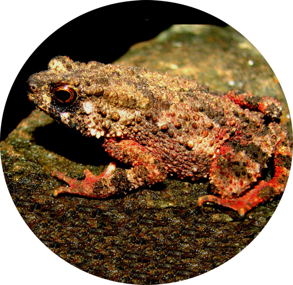 Beddome’s toad (Duttaphrynus beddomii)  Endemic to the Western Ghats, these endangered frogs can be found on the leaf litter on the forest floor, under logs, rock crevices and on the sides of the stream.
