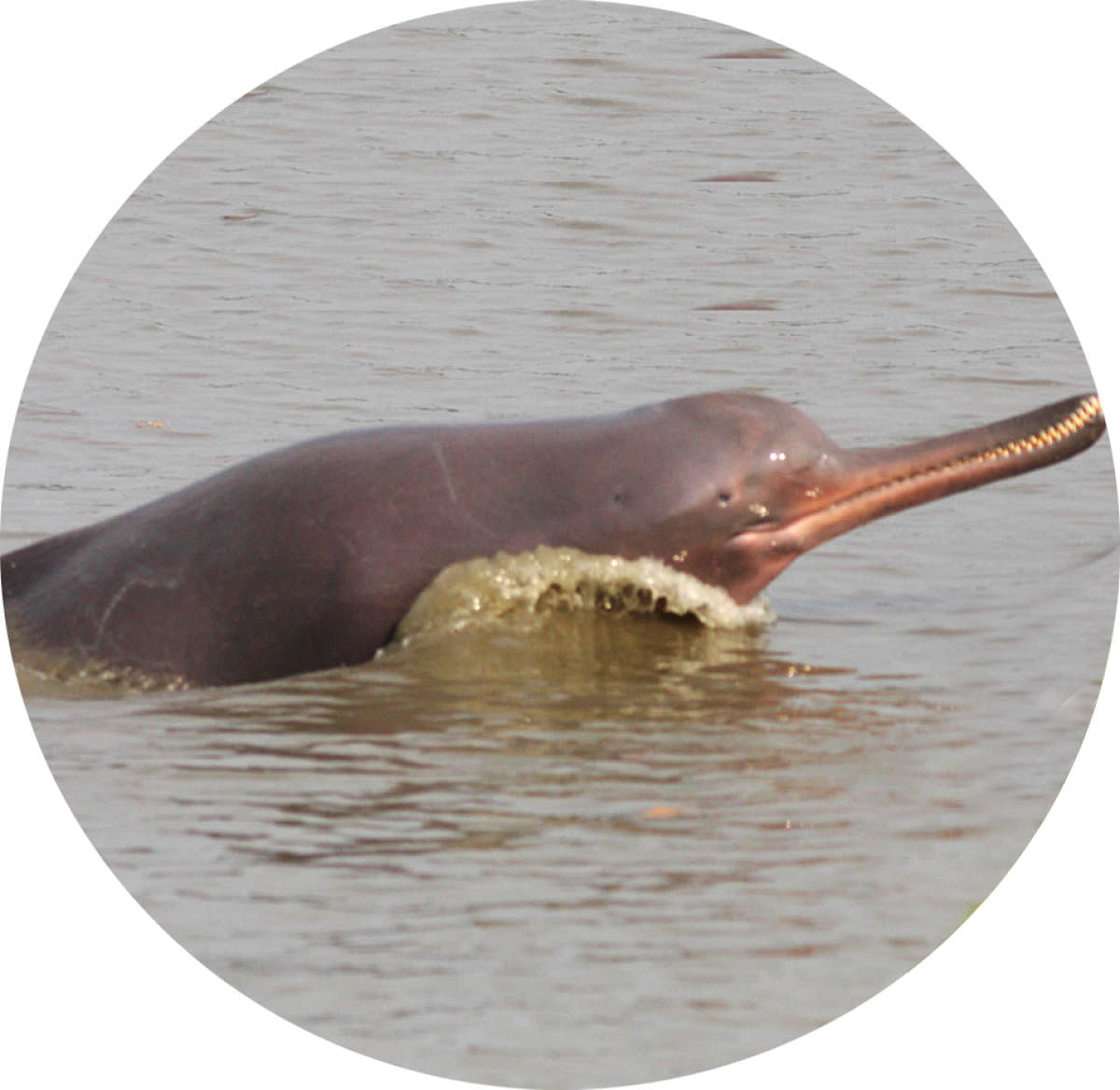 South Asian river dolphin (Platanista gangetica)  One of the subspecies, the Ganges river dolphin, is India’s national aquatic animal. In 2020, the ‘Project Dolphin’ was launched by the government to protect these endangered dolphins.
