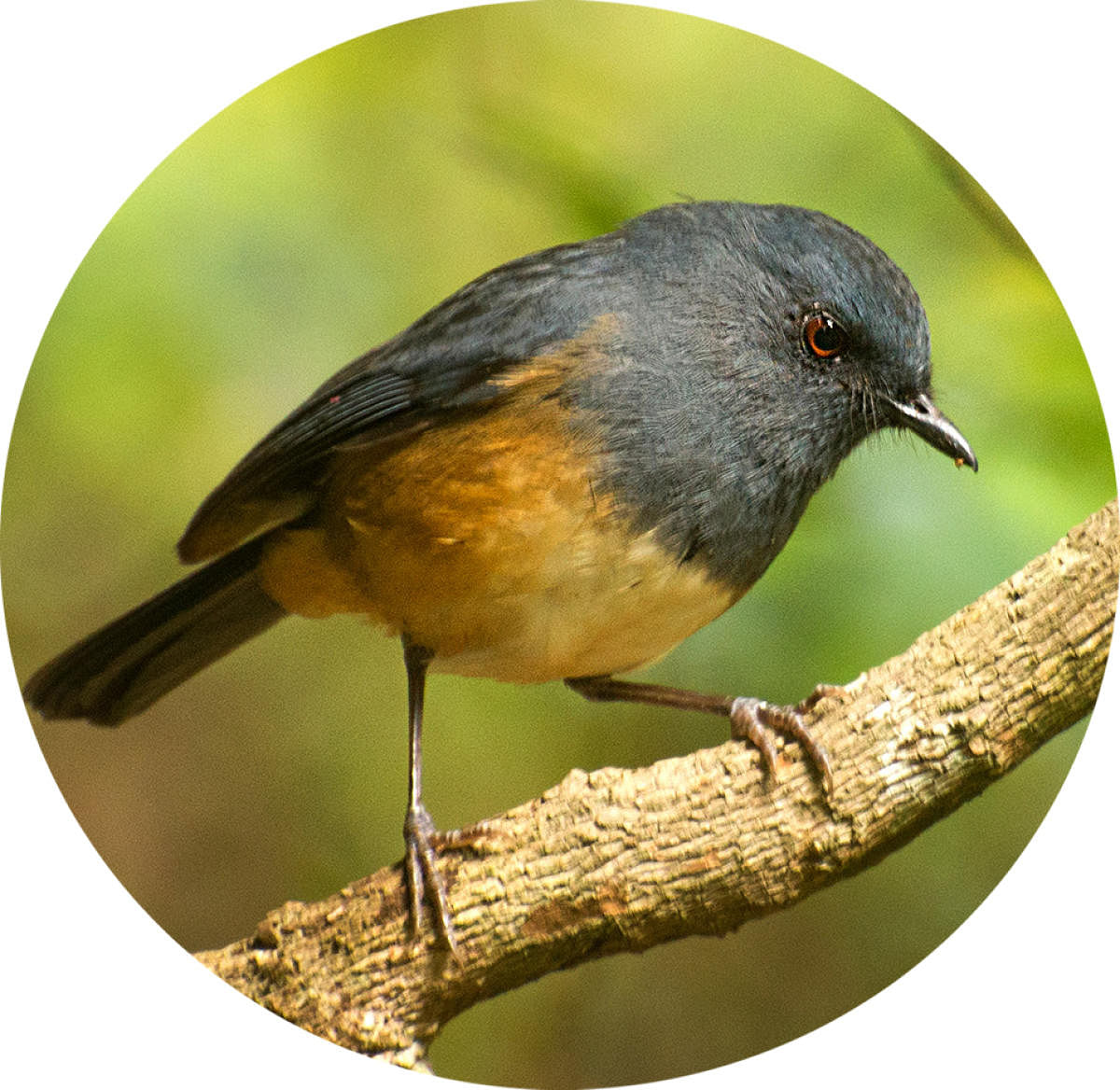 Nilgiri blue robbin (Sholicola major)  This endangered small bird is found on the forest floor of the Shola forests in the Western Ghats at an elevation of over 1200 m.