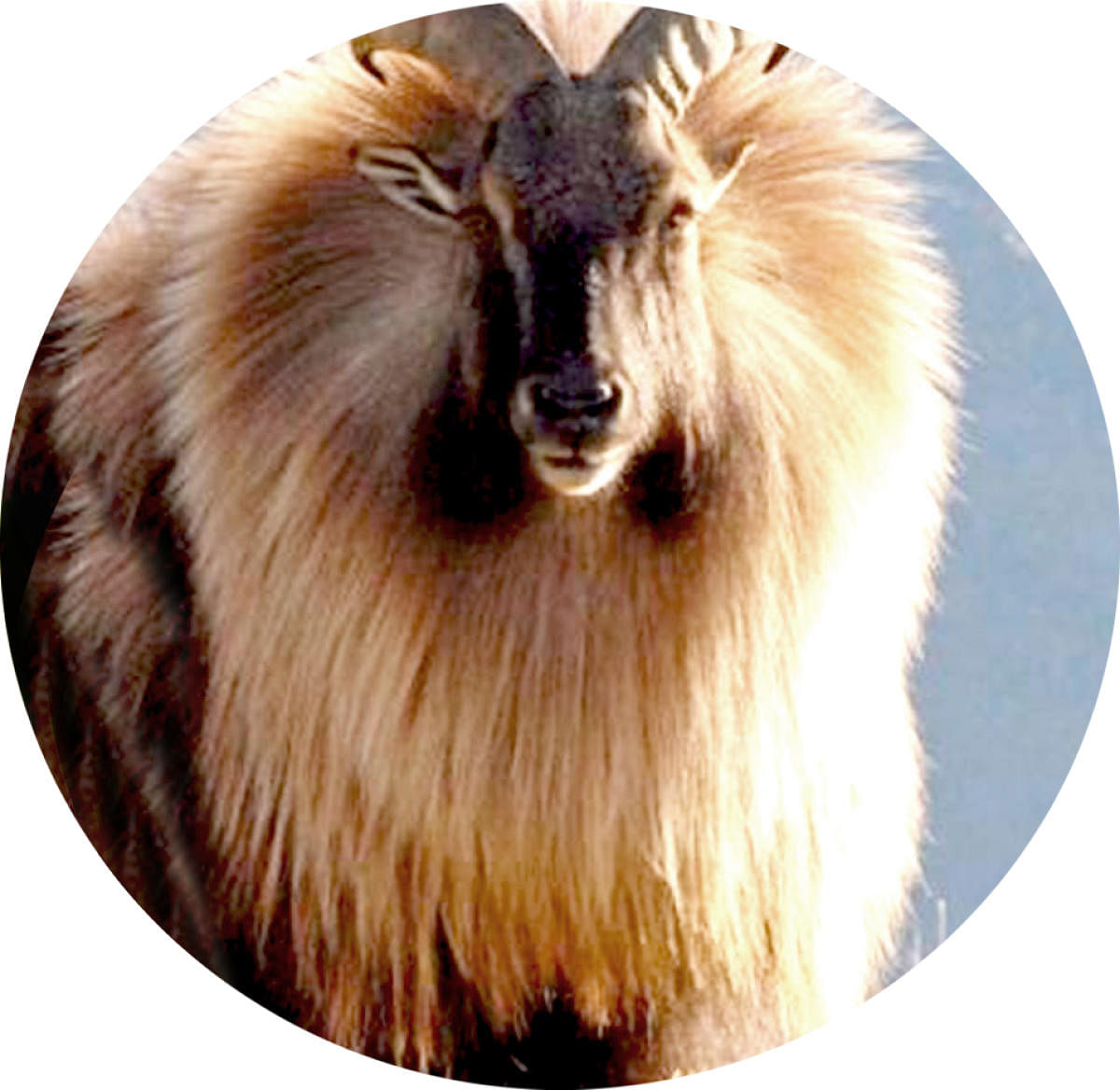 Himalayan tahr (Hemitragus jemlahicus)  Now an invasive species in many countries around the world, these large ungulates are native to the Himalayan habitat.
