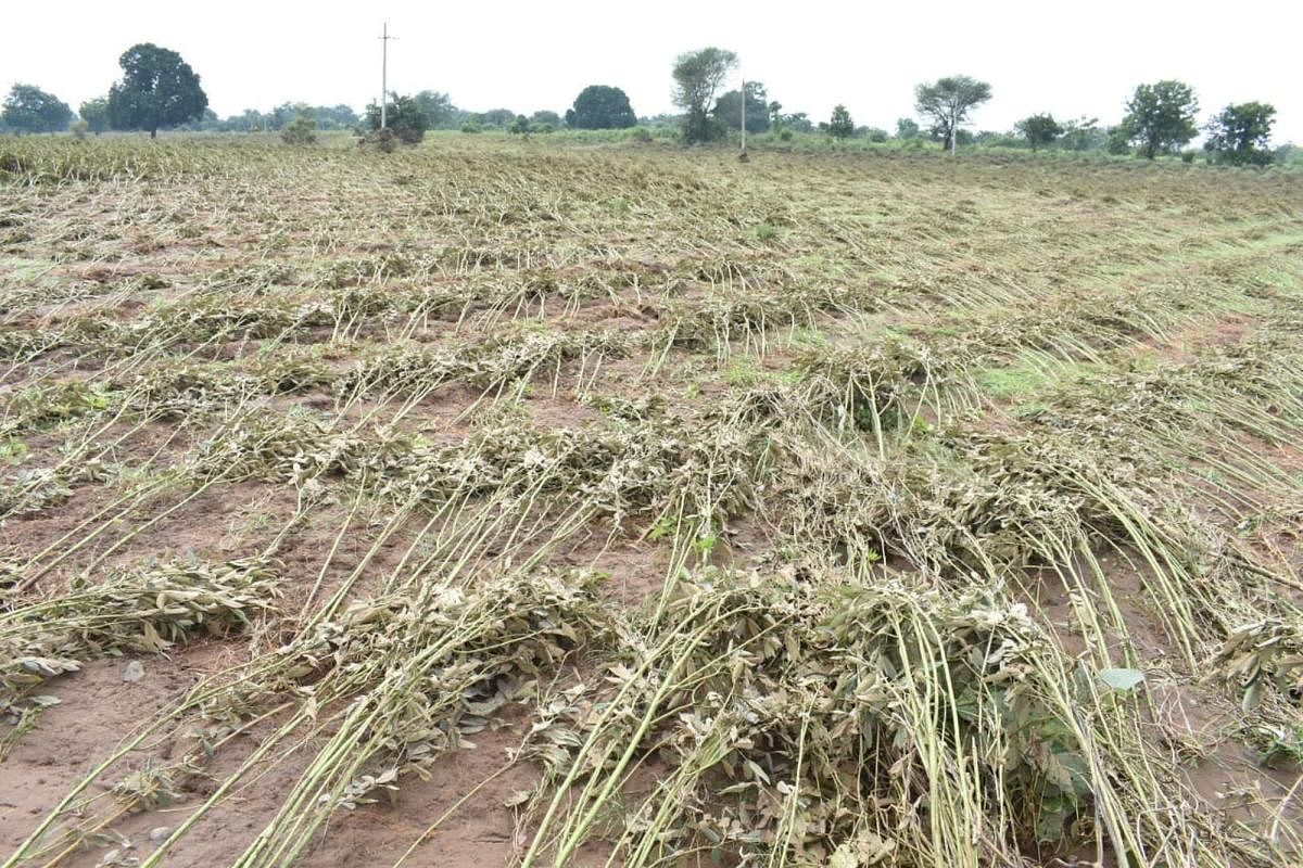 Heavy rains and flash floods have damaged the tur crop across Kalaburagi. 