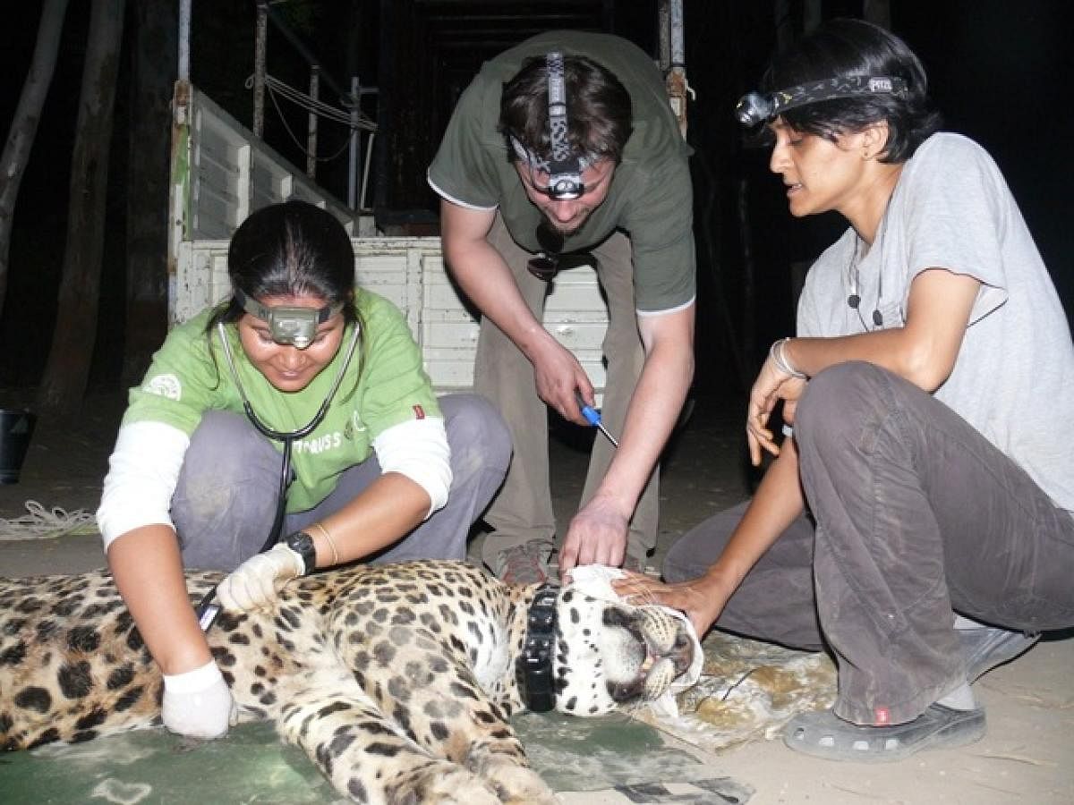 Vidya and her team with 'Ajoba', the first leopard to be radio-collared.