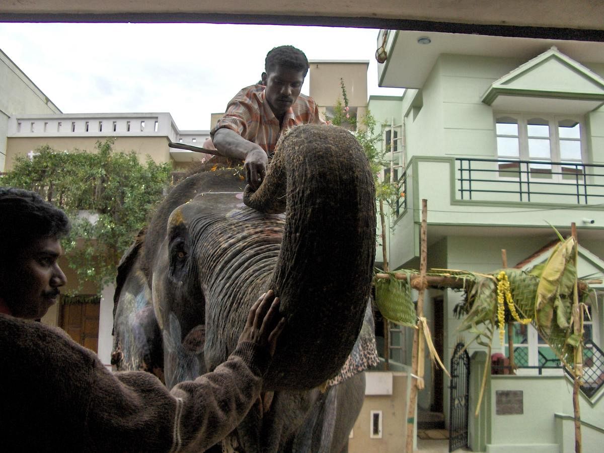 Elephant visiting homes 