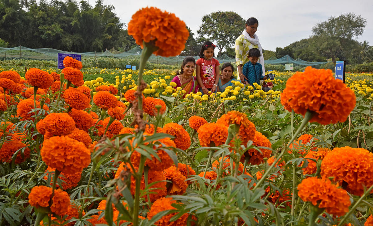 A family enjoys the flowers in bloom at the Krishi Mela, Bengaluru, on Wednesday. DH PHOTO/M S MANJUNATH