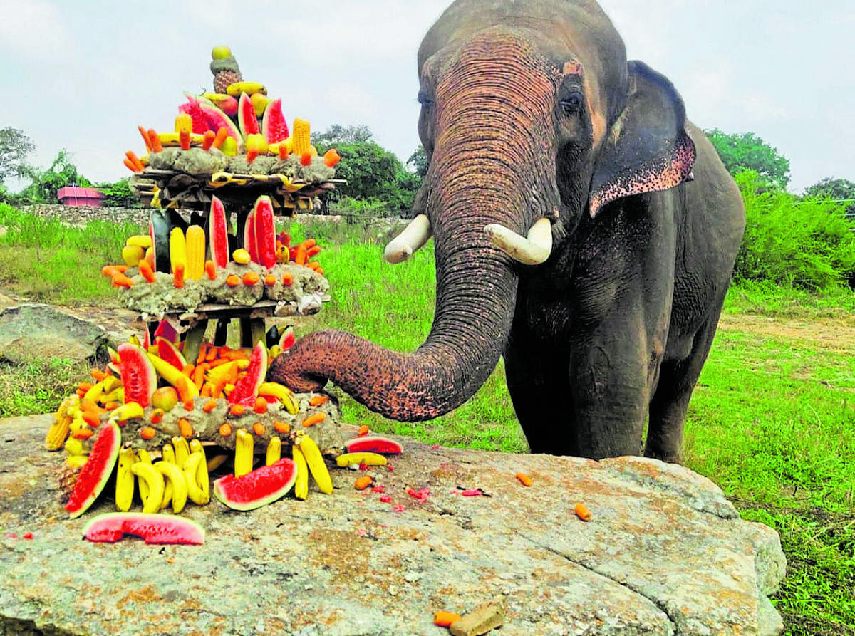 The male elephant was fed an assortment of delicacies.
