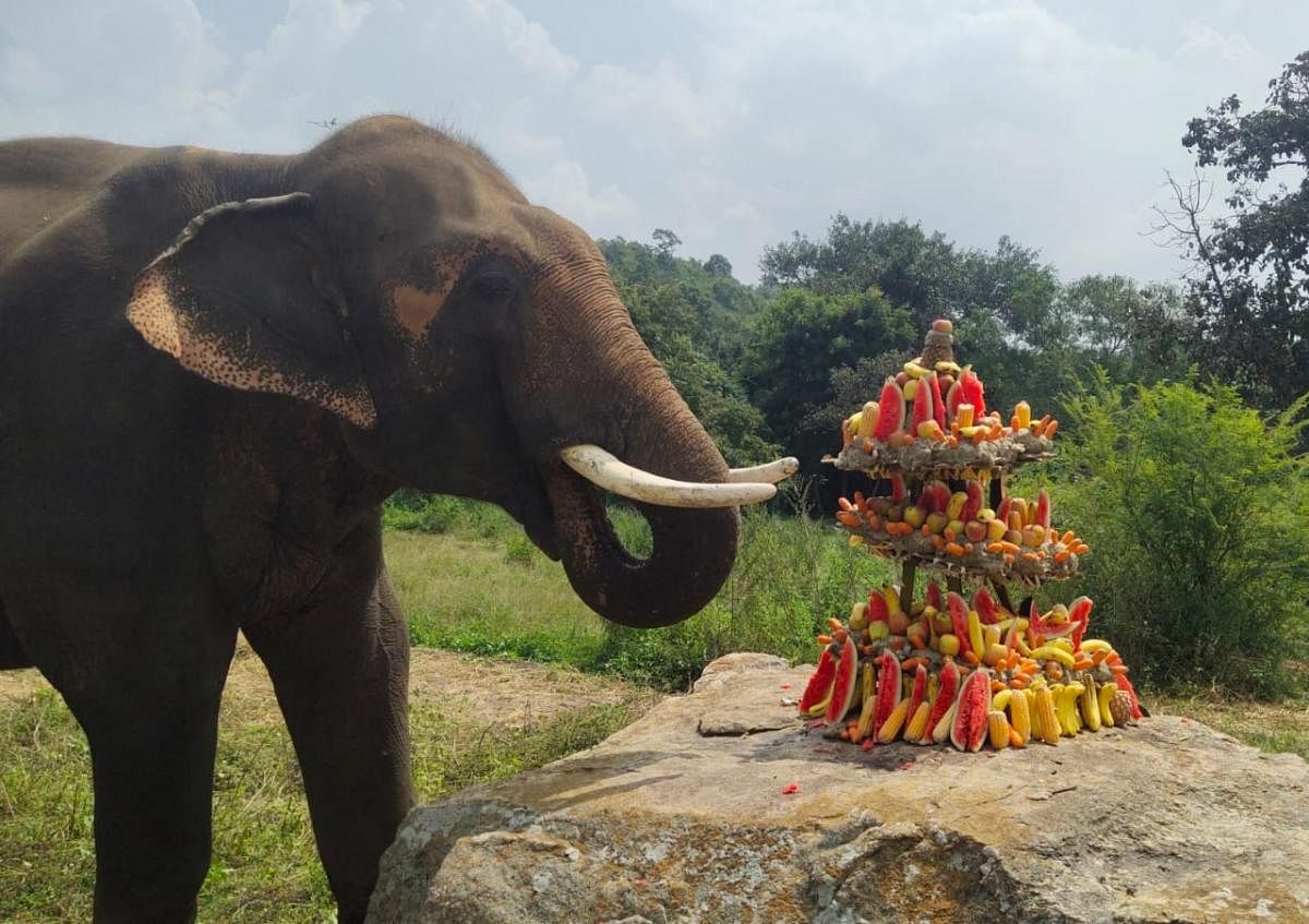 The male elephant was fed an assortment of delicacies.