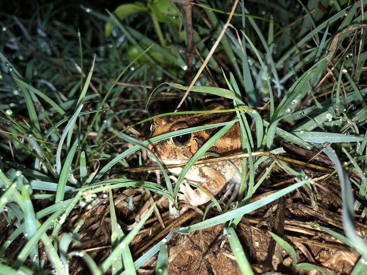 A new species of burrowing frog, which has now been christened Sphaerotheca bengaluru was found outside its natural habitat in a barren tract of land near Rajankunte.