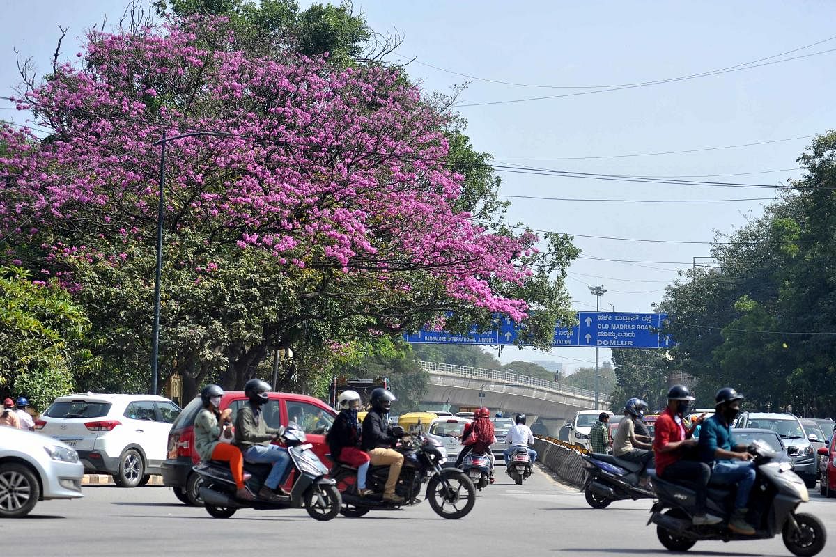 A view of Tabebuia flowers near Mahatma Gandhi Circle in Bengaluru on Sunday. DH Photo/Pushkar V