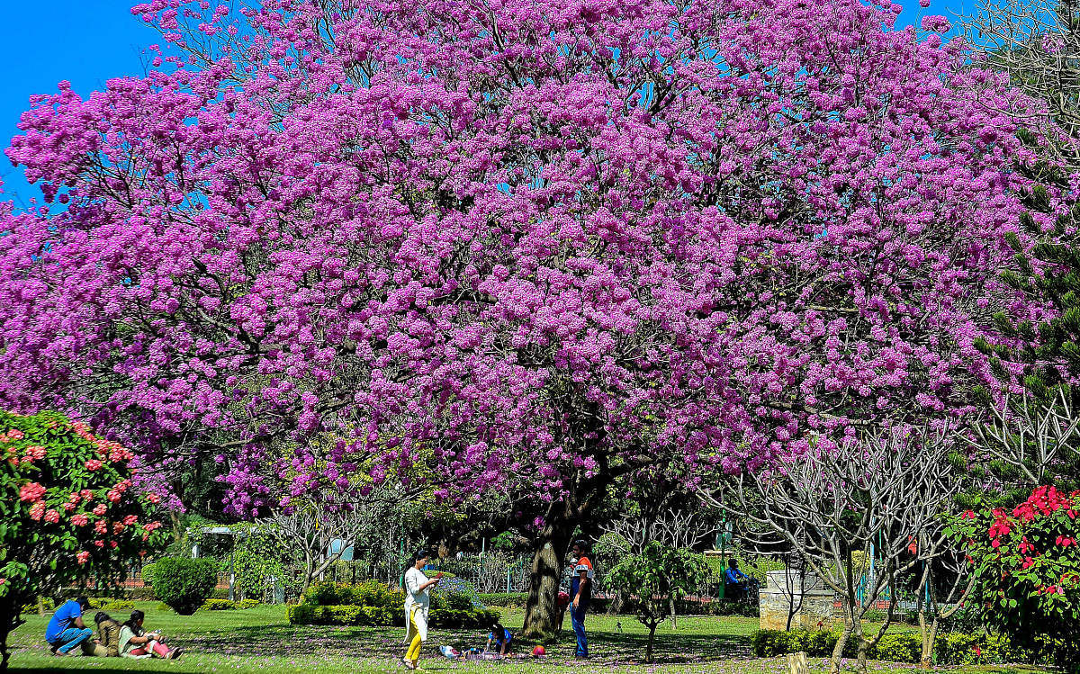 Though introduced from foreign countries, Bengaluru's flowering trees have been naturalised to the environment. The pink tabebuia trees in front of the central library in Cubbon Park in full bloom. DH Photo / Ranju P