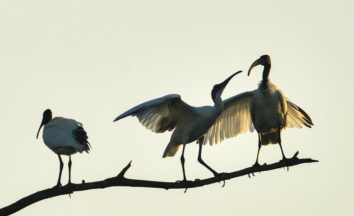 Birds on a branch. Credit: DH Photo/Tajuddin Azad 