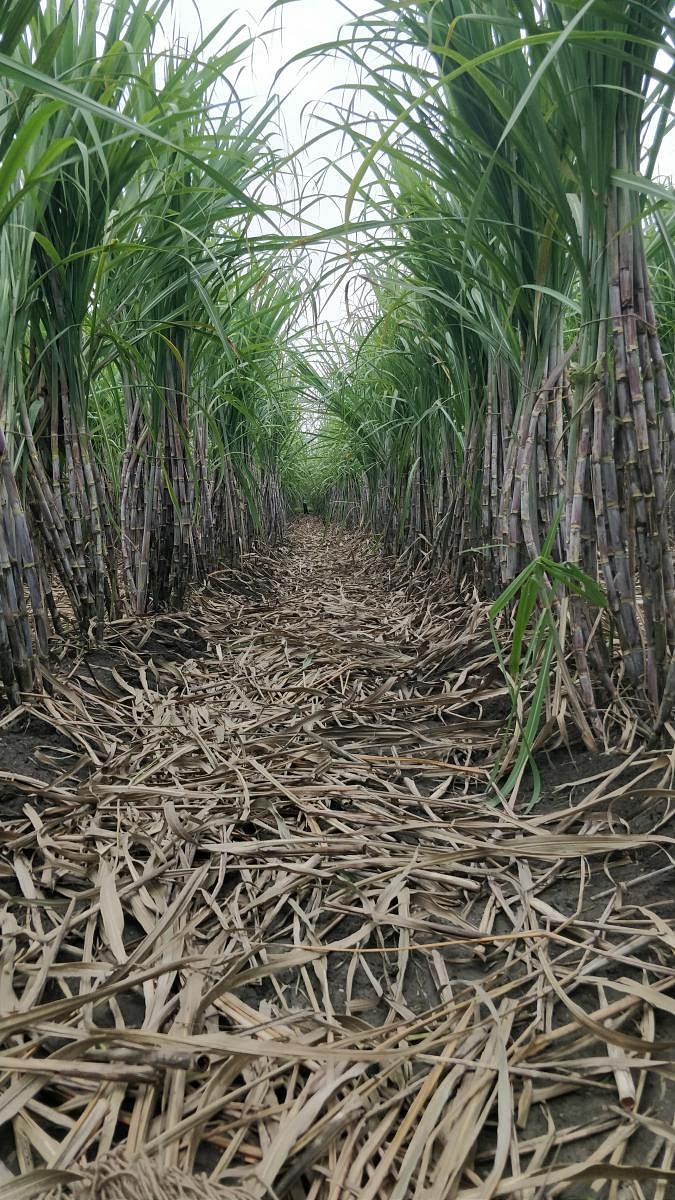 Sugarcane field. Photo by Srinidhi C V 
