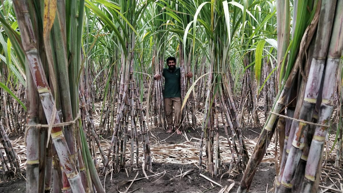 Sugarcane field in Chamrajanagara. Photo by Srinidhi C V 
