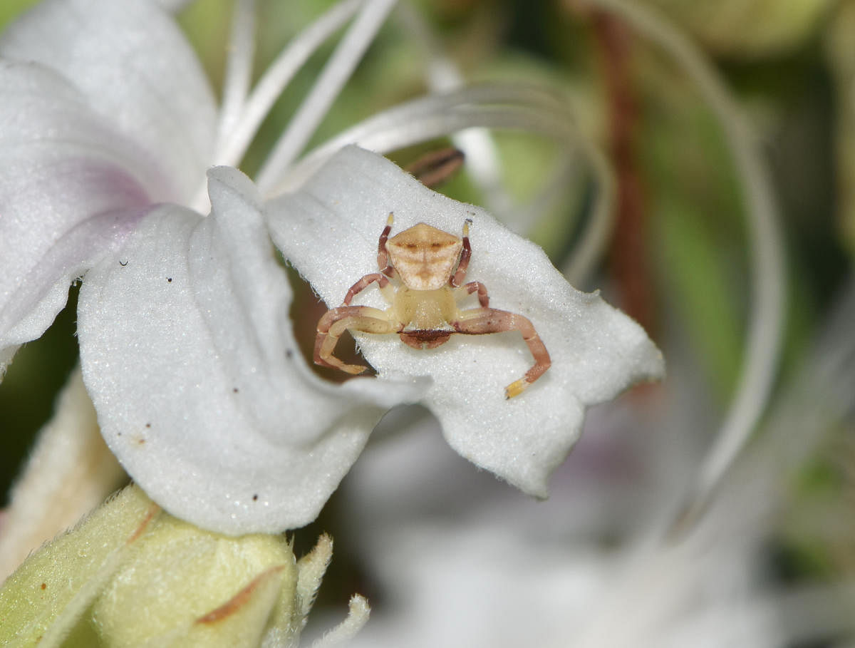 Female crab spider. Photo by Author