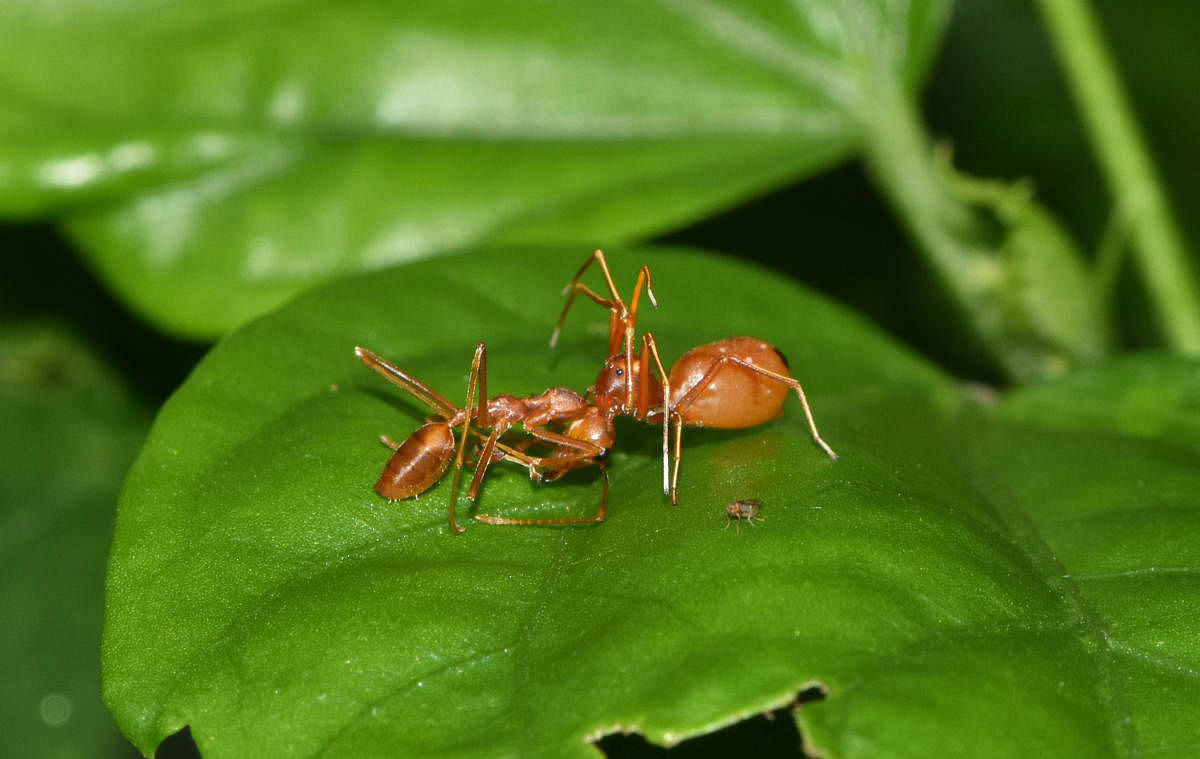 An ant mimicking crab spider with its prey. Photo by Author