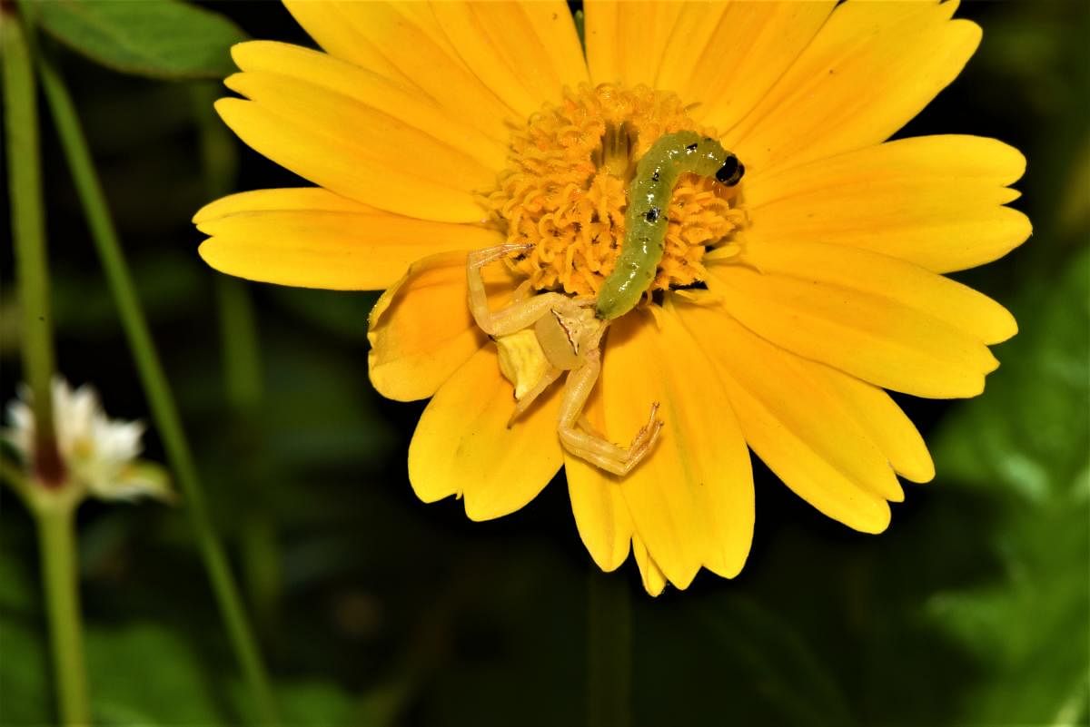 Crab spider feeding on a catterpillar. Photo by Author
