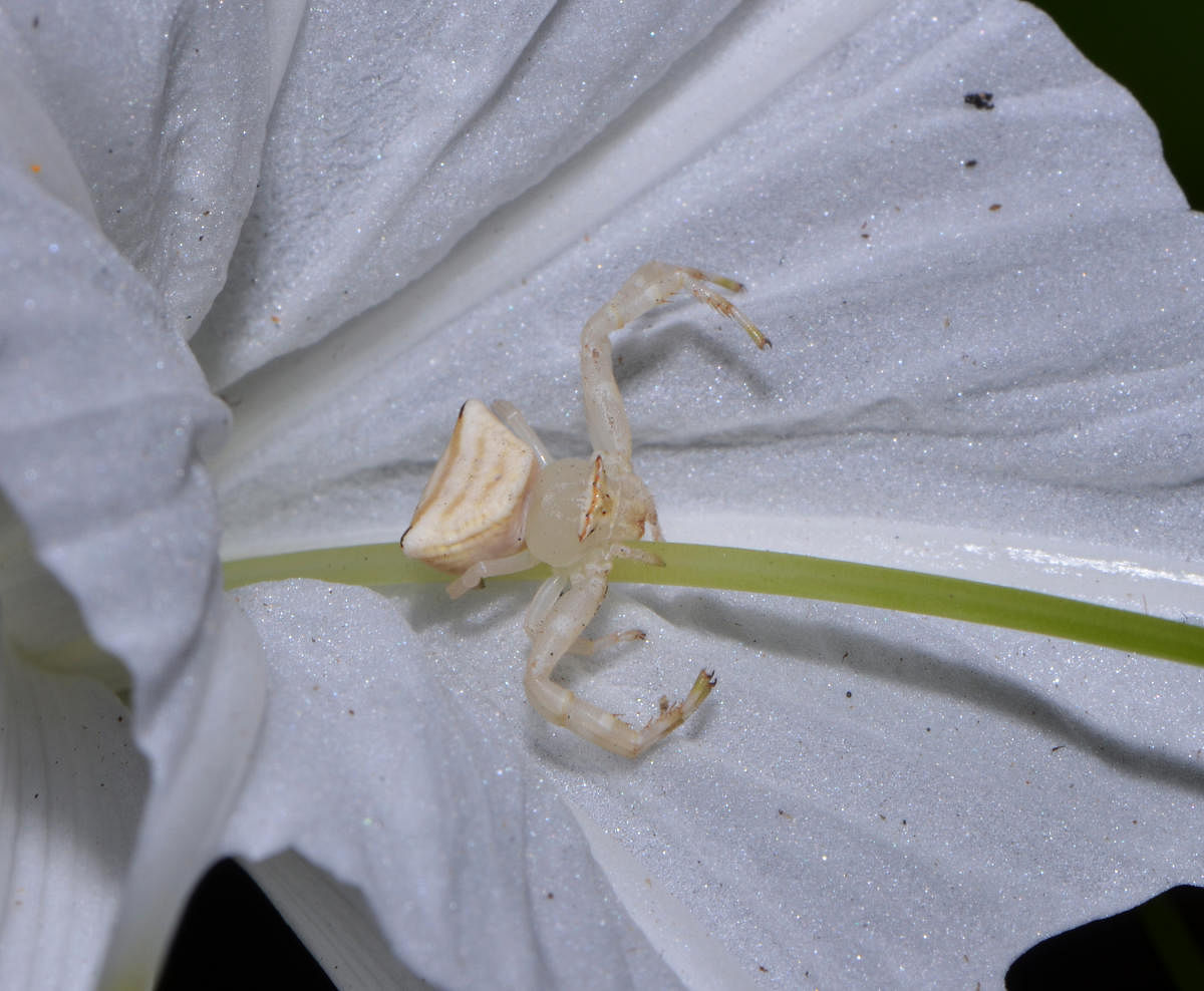 Female crab spider. Photo by Author