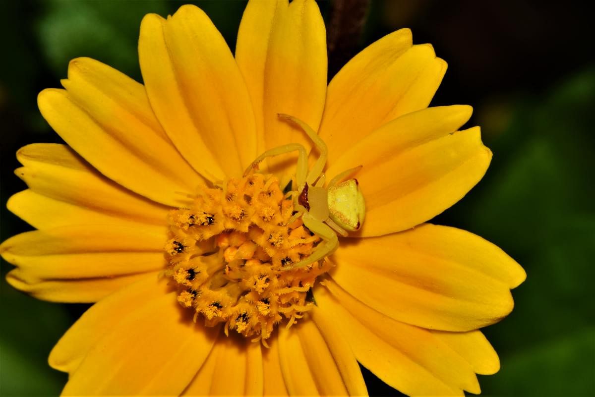 Crab spider changes its body colour to match that of the flower. Photo by Author