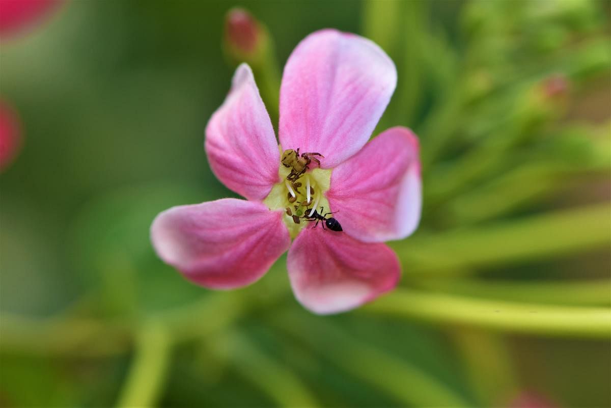 A crab spider waiting to ambush an ant. Photo by Author