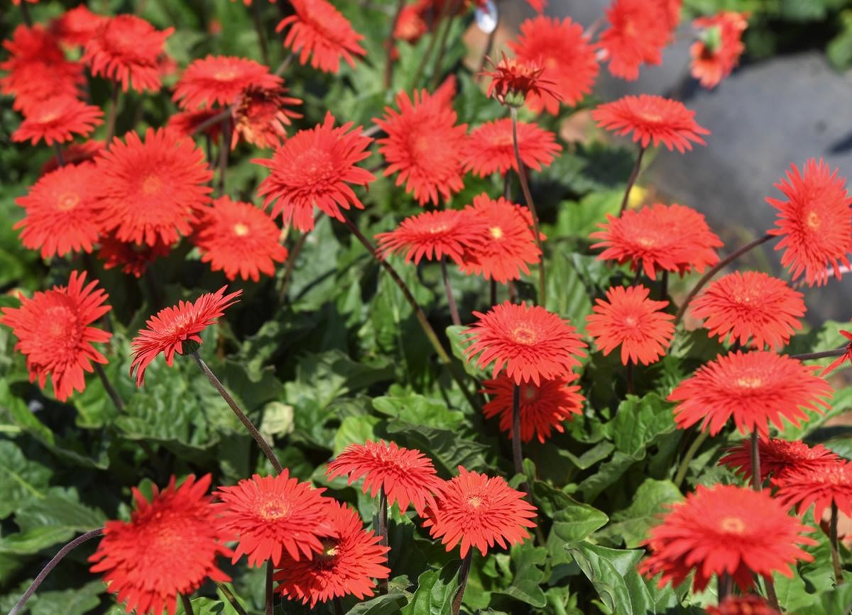 A view of the desi gerbera varieties-Arka Red which will be on display at NHF-21 which will begin from Monday