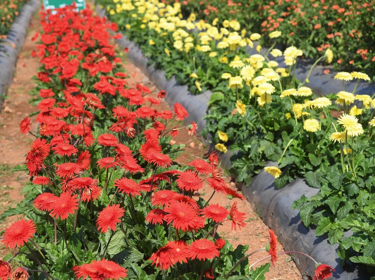 A view of the desi gerbera varieties-Arka Red and Arka Krishika (Yellow) which will be on display at NHF-21 which will begin from Monday