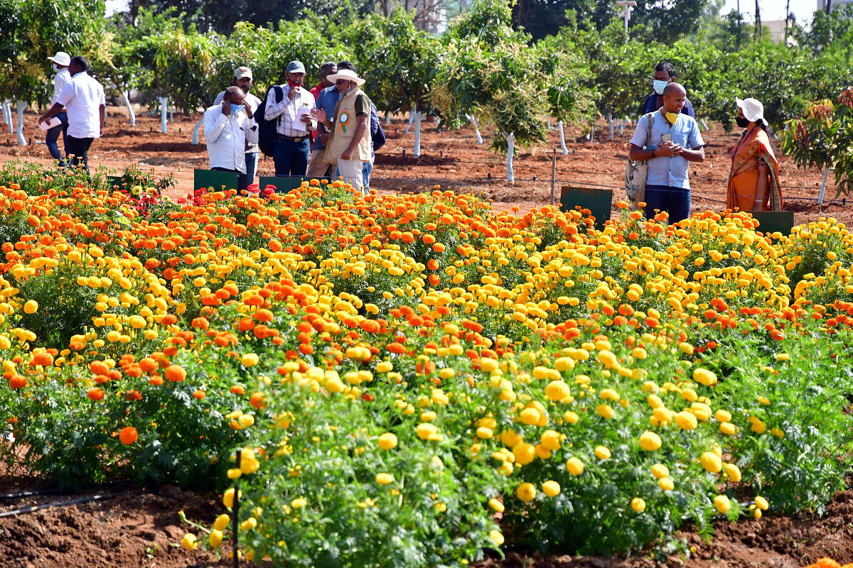 Visitors at the National Horticulture Fair 2021 held at the Indian Institute of Horticulture Research (IIHR) in Hesaraghatta on Monday. DH PHOTO/KRISHNAKUMAR P S