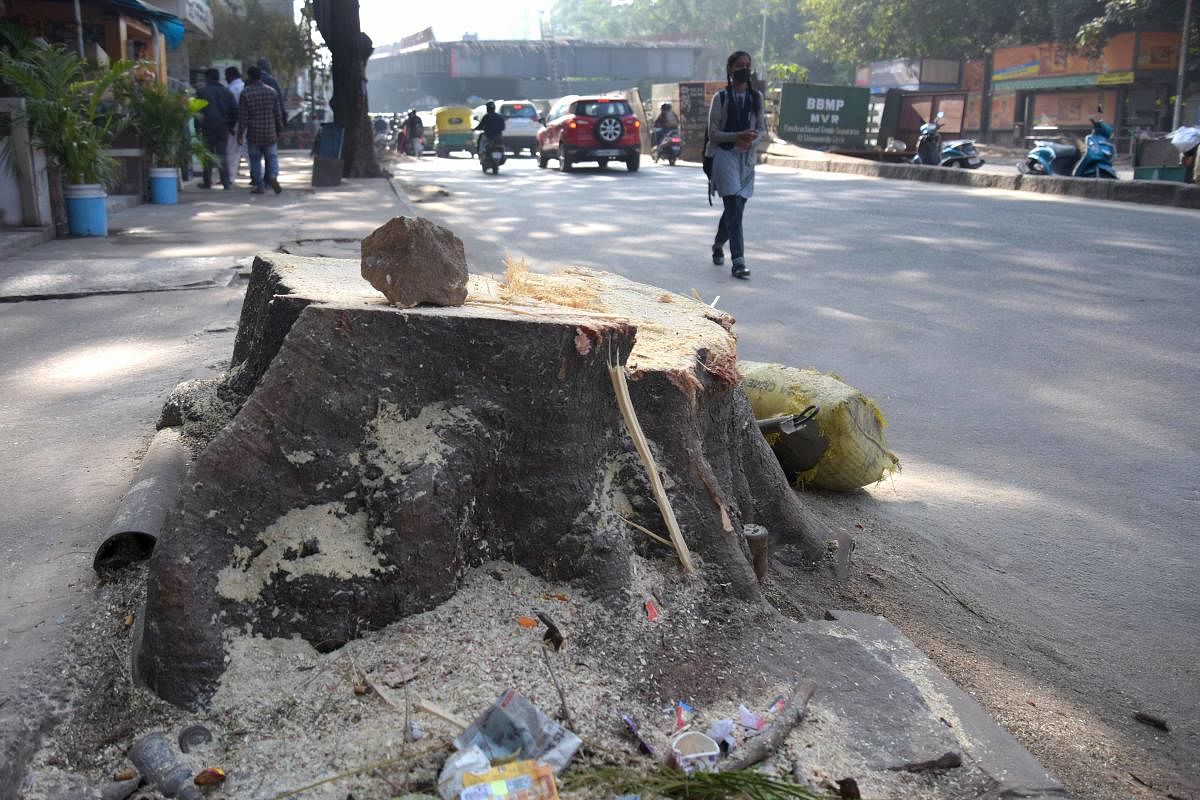 One of the several trees cut down at Sivananda Circle in the early hours of Thursday. DH PHOTO/PUSHKAR V