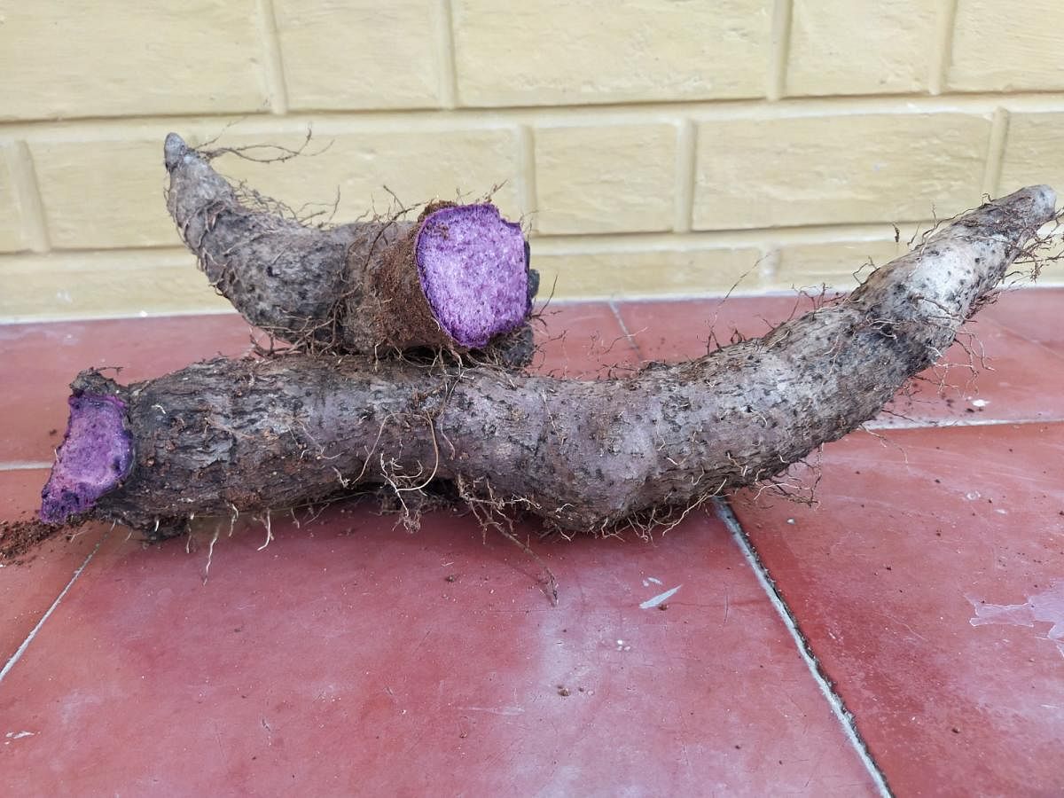 Purple Yam. Photo by Krishna Prasad