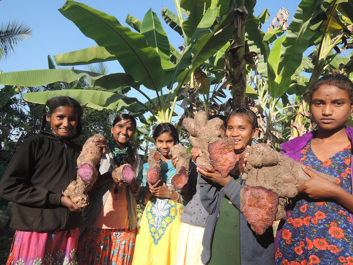 Children in H D Kote taluk, Mysuru district hold up the purple yam. Photo by L C Chennaraju and G Krishna Prasad