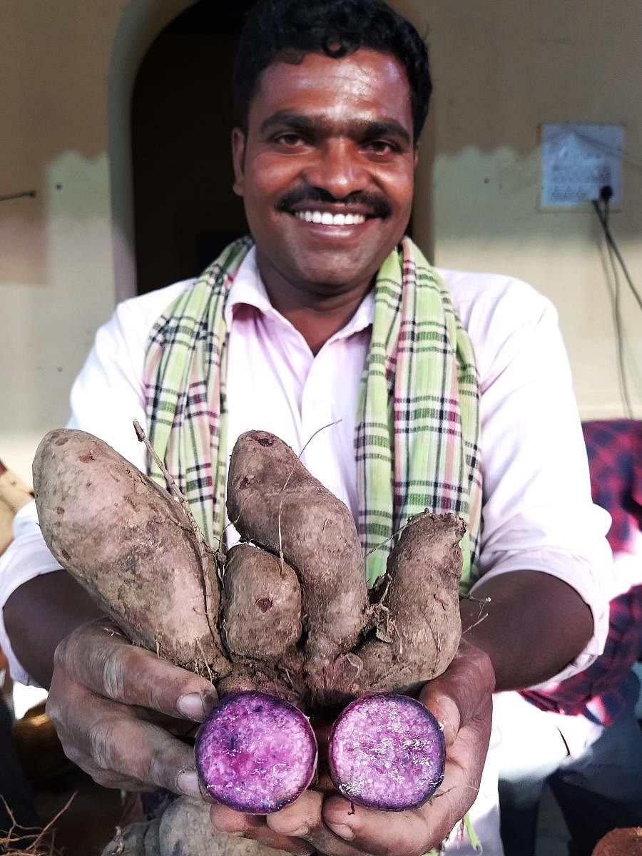 Sannappa holds up Purple Yam grown in the forest villages around H D Kote, Chamrajanagar. Photo by Krishna Prasad