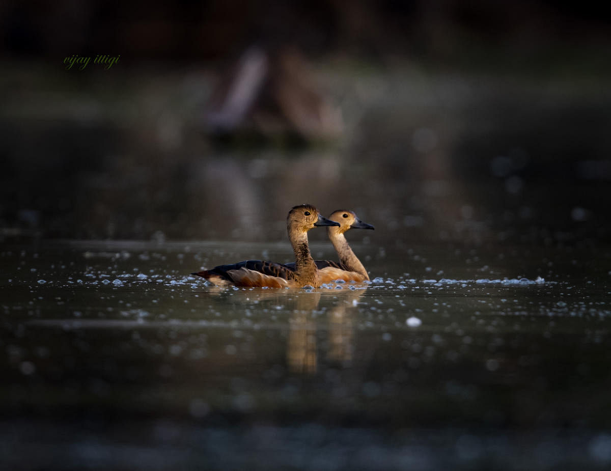 Lesser whistling duck. Photos by Vijay Ittigi