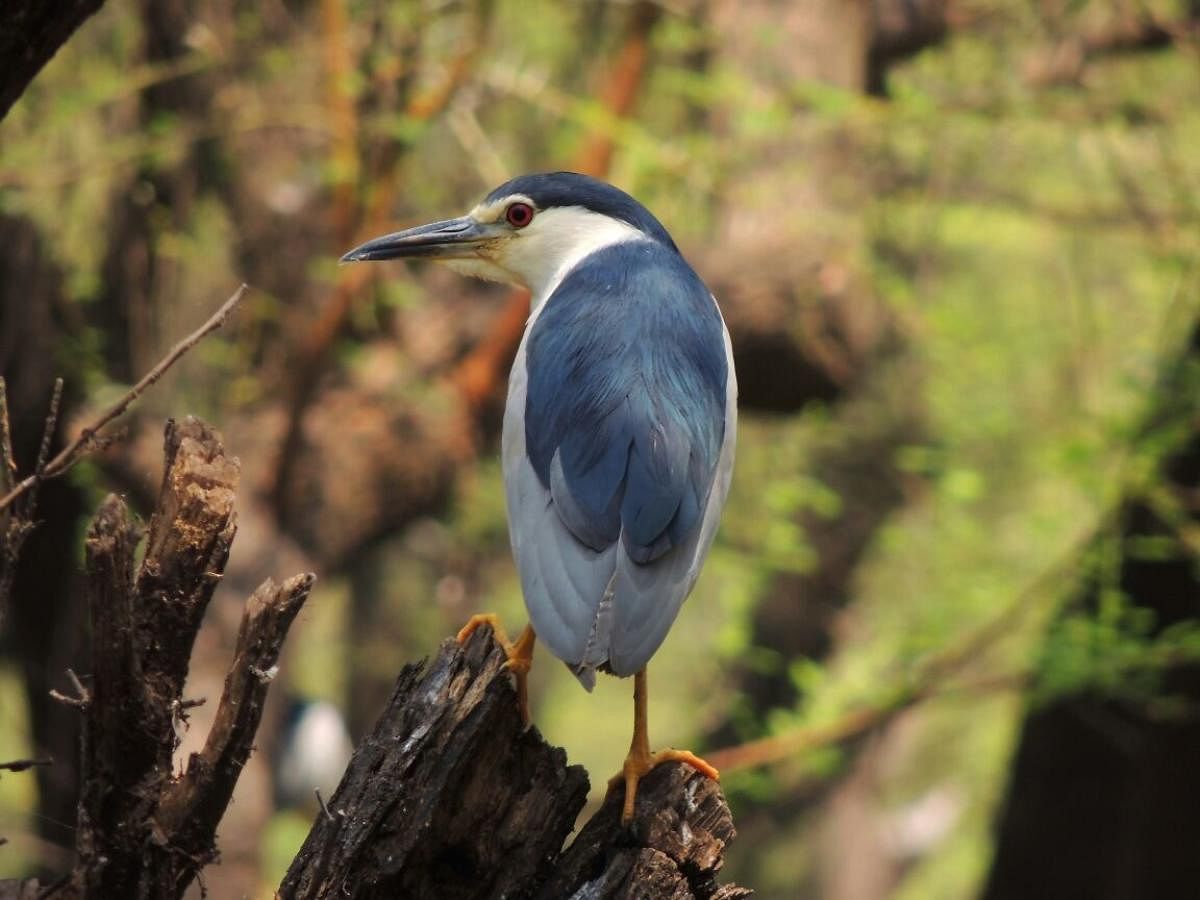 Ankasamudra bird sanctuary - Photos by Vijay Ittigi