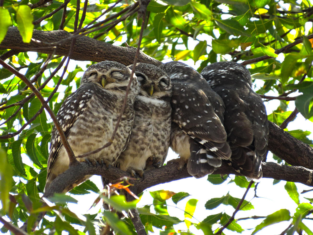 Spotted Owlet. Photos by Vijay Ittigi