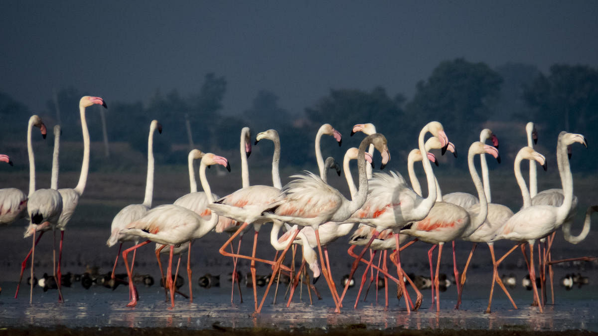 Greater flamingos. Photos by Vijay Ittigi
