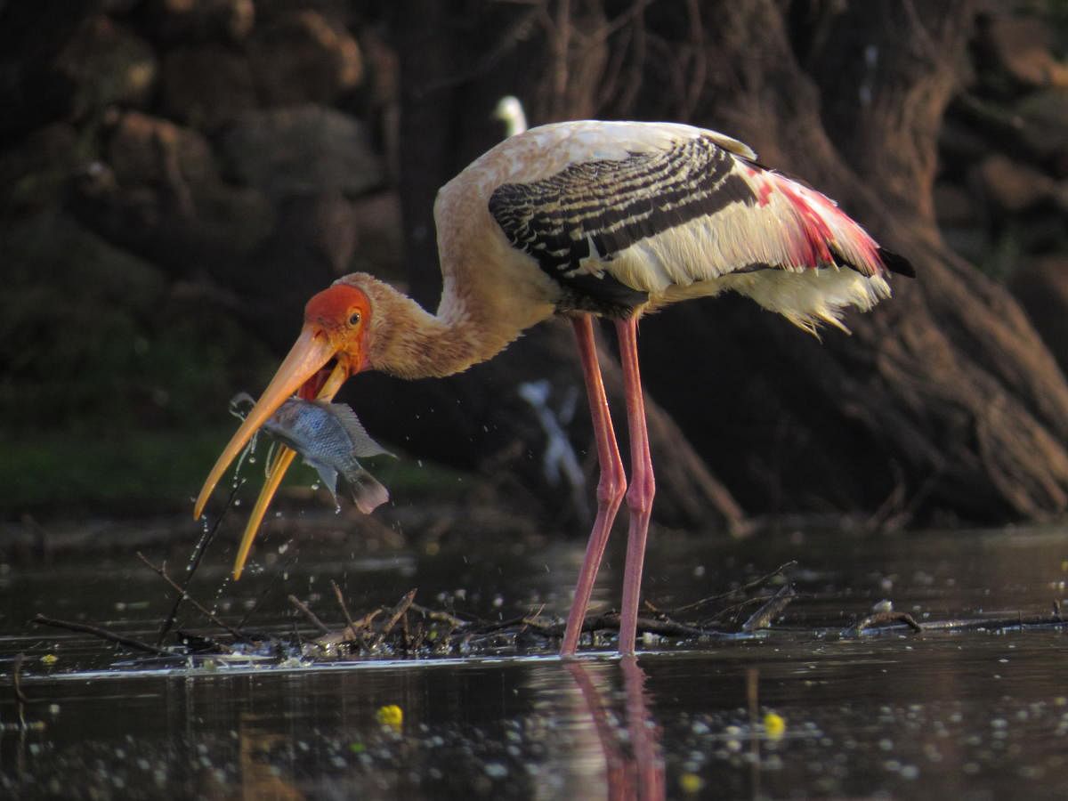 Painted stork. Photos by Vijay Ittigi