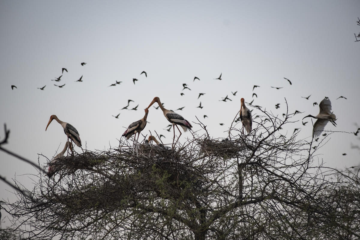 Birds at the Ankasamudra bird sanctuary. Photos by Vijay Ittigi