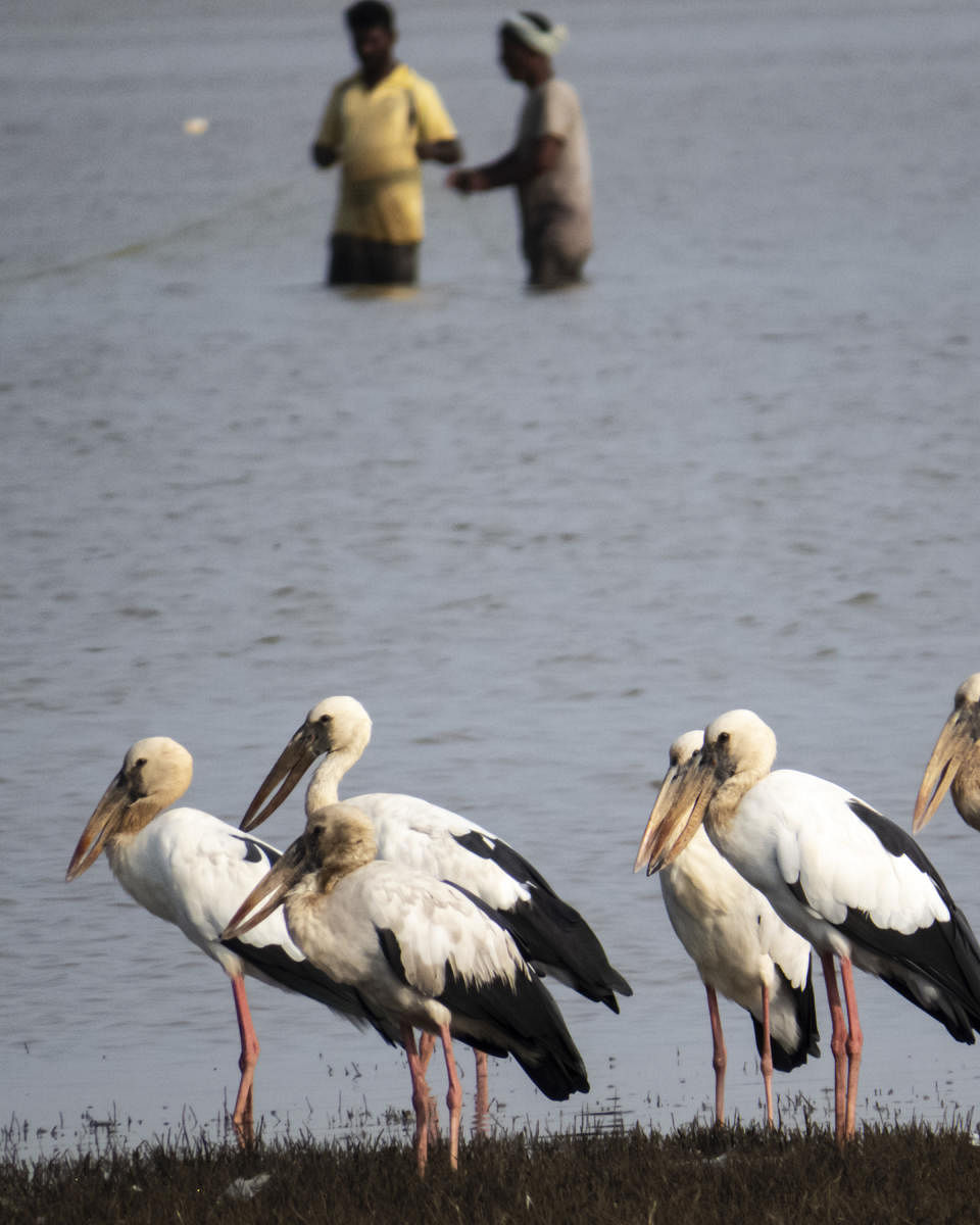 Openbill stork. Photos by Vijay Ittigi